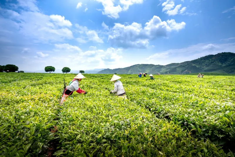 凤城瑞星炭素石墨电极产品技术参数与性能优势详解